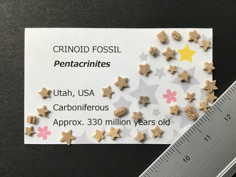 ウミユリ 化石 ウミユリの完全化石と現在のウミユリ | 森の中の小さな生き物を